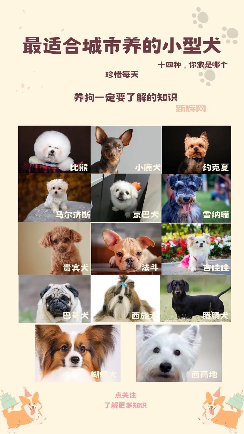 泰迪犬和贵宾犬： 哪个更适合你？ 优缺点对比分析