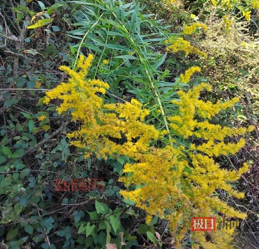 加拿大一枝黄花为何被称为“生态杀手”？揭示其对环境的威胁
