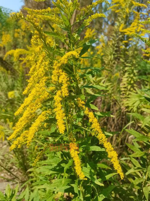 加拿大一枝黄花为何被称为“生态杀手”？揭示其对环境的威胁