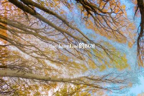 tiny bang,Line的BGM
