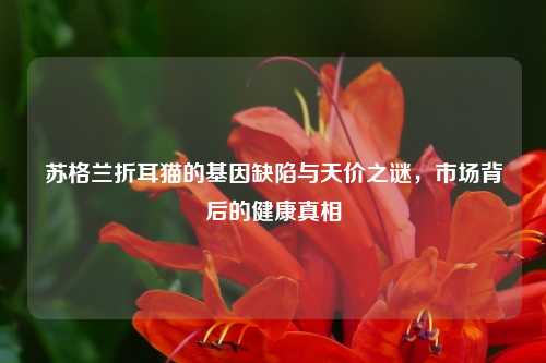 苏格兰折耳猫的基因缺陷与天价之谜，市场背后的健康真相